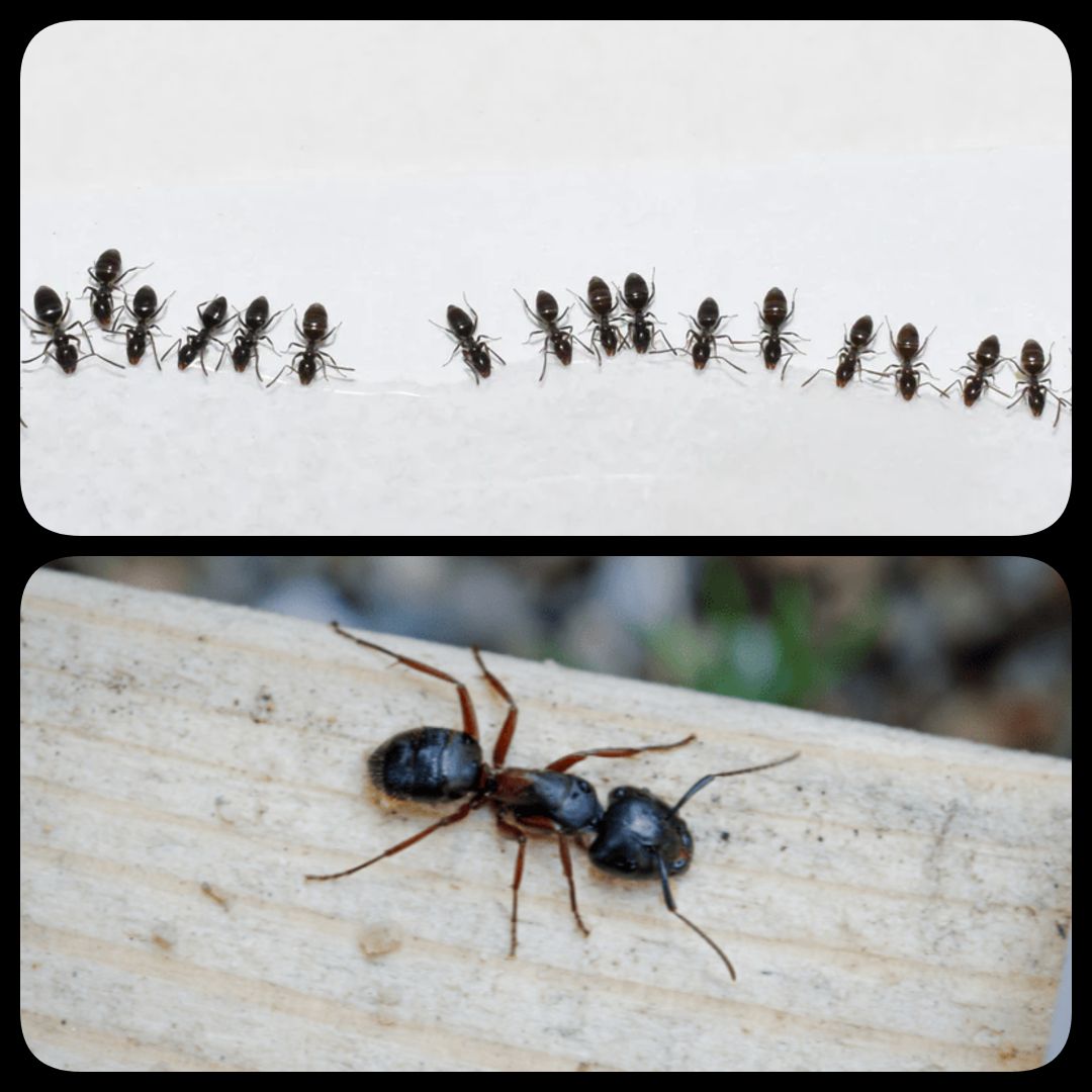 Odorous & Carpenter Ants