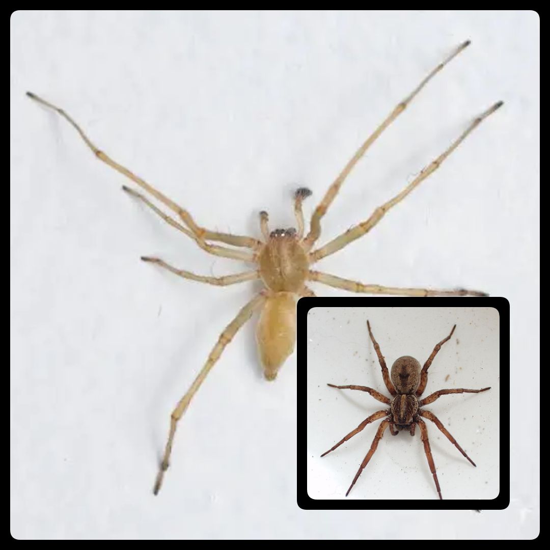 Spiders