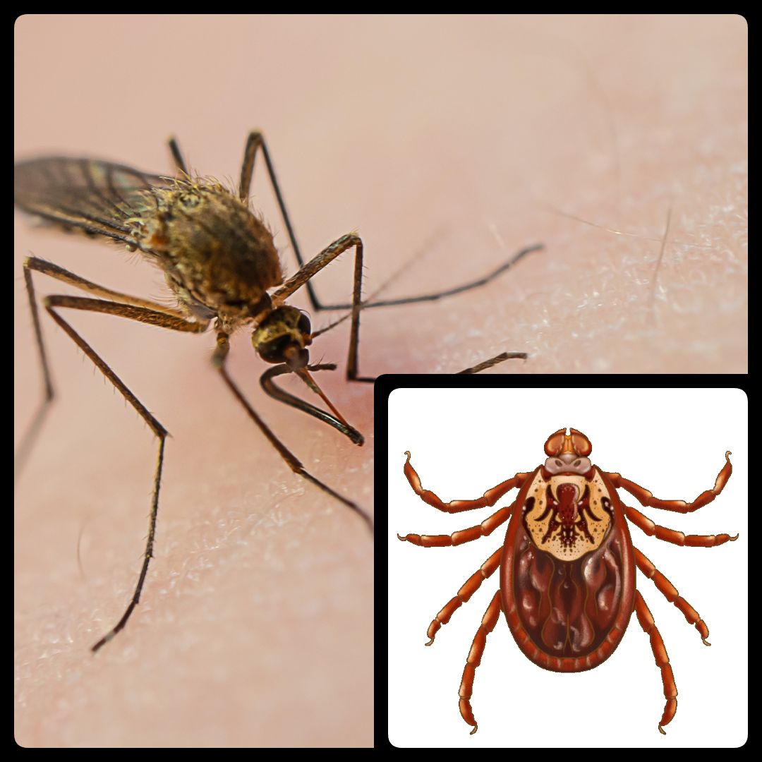 Mosquitoes & Ticks
