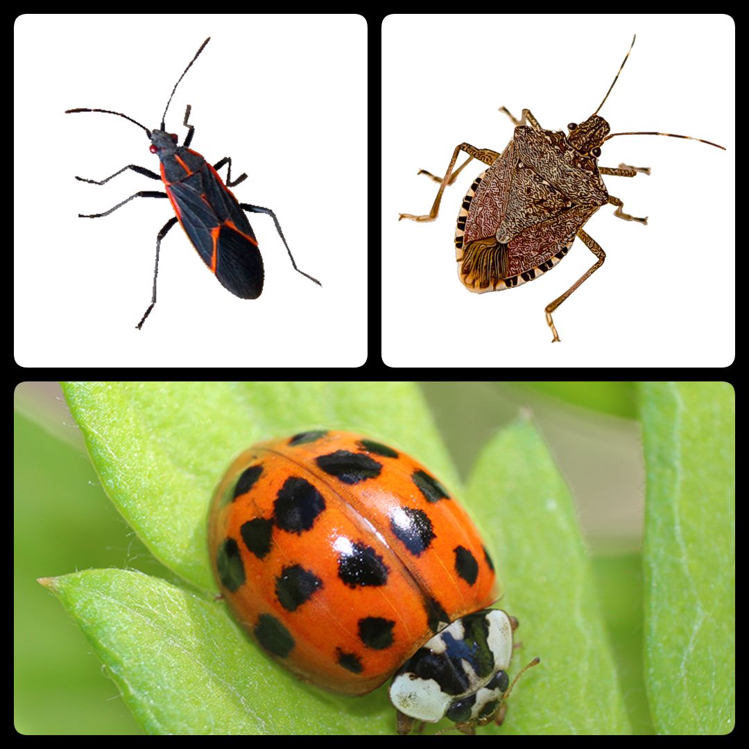Boxelder Bugs, Stinkbugs, & Asian Beetles