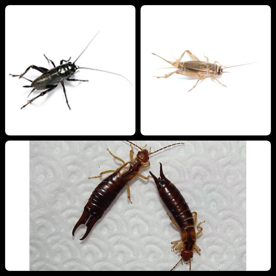 Earwigs & Crickets
