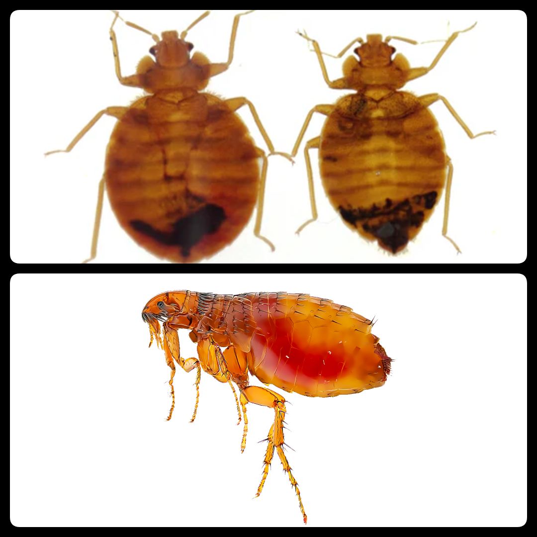 Bedbugs & Fleas