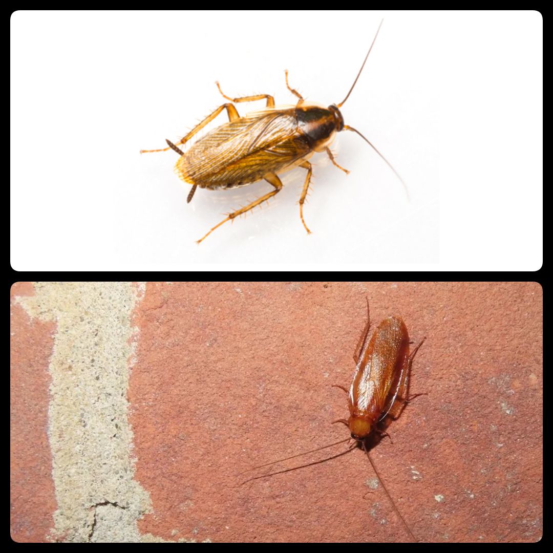 Roaches