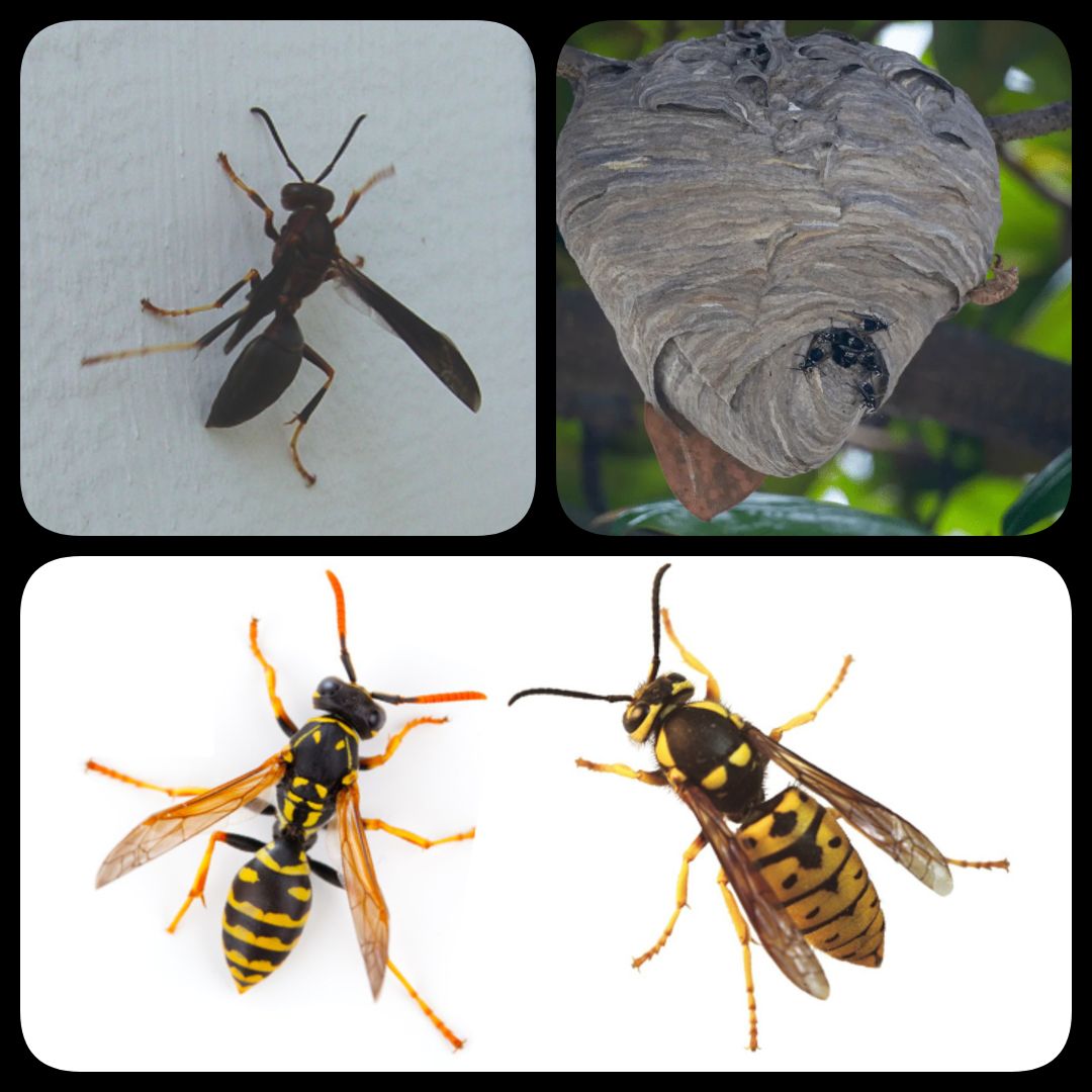 Wasps & Hornets