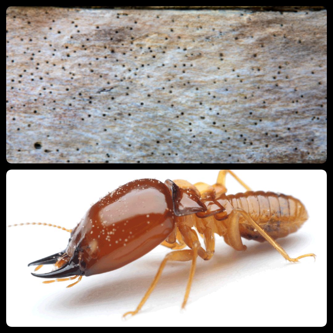 Termites & Powderpost Beetles