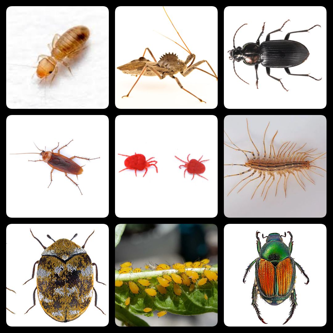 All Other Crawling Insects & More