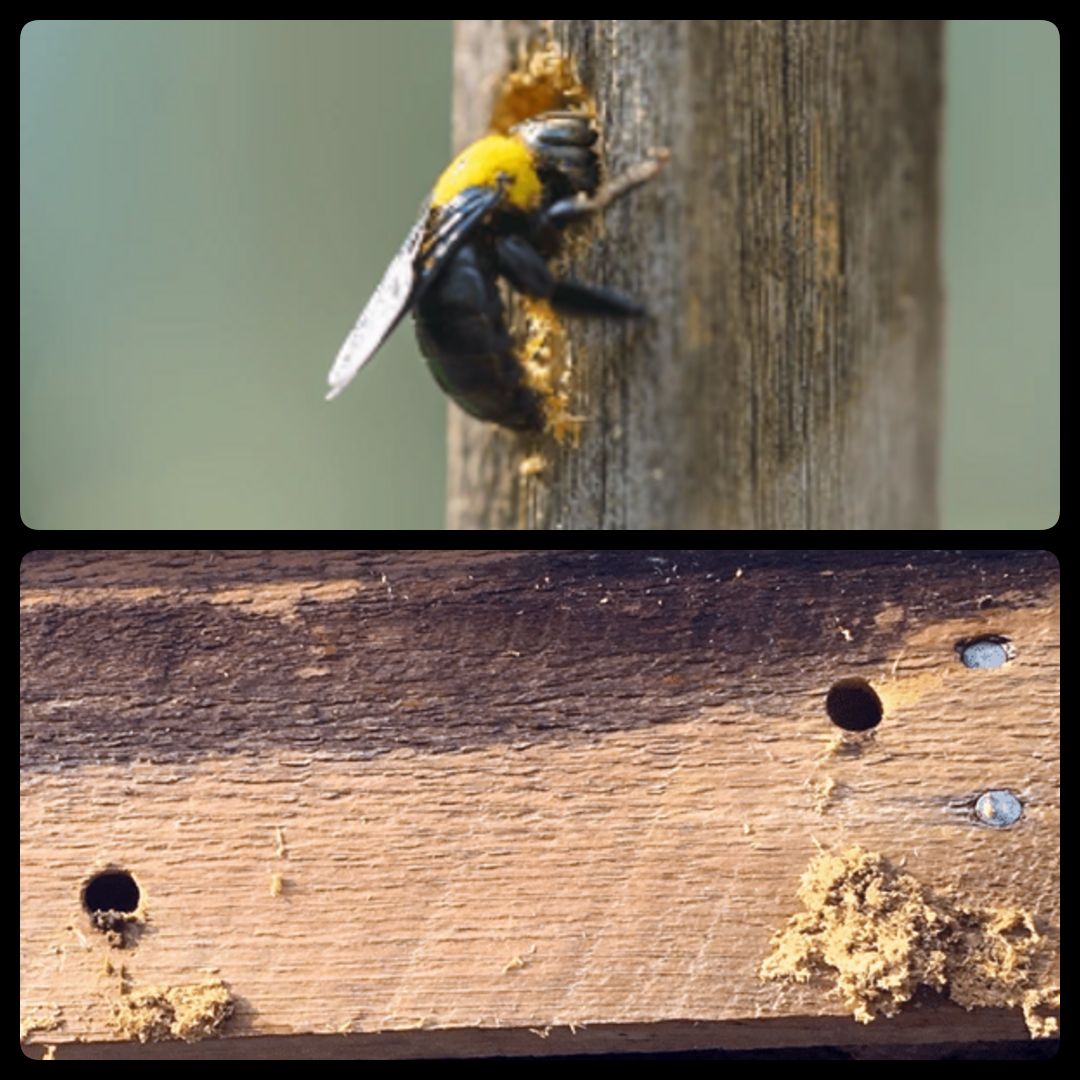 Carpenter Bees
