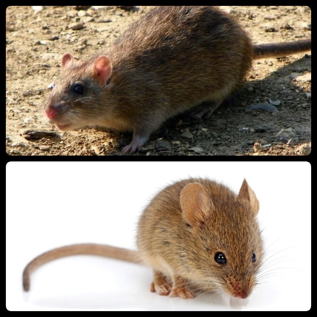 Mice & Rats